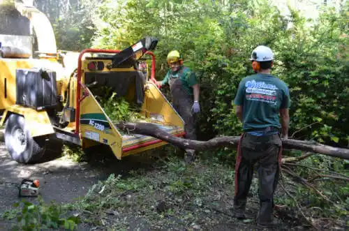 tree services Escondido